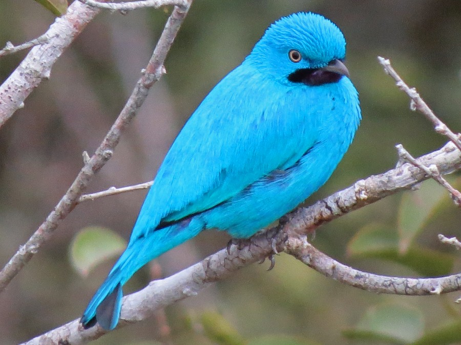 A small, vibrant blue bird with a black beak and a dark patch under its chin is perched on a bare tree branch, looking slightly to the right. The bird's feathers appear fluffy, and its eye is a dark brown with a lighter brown ring.