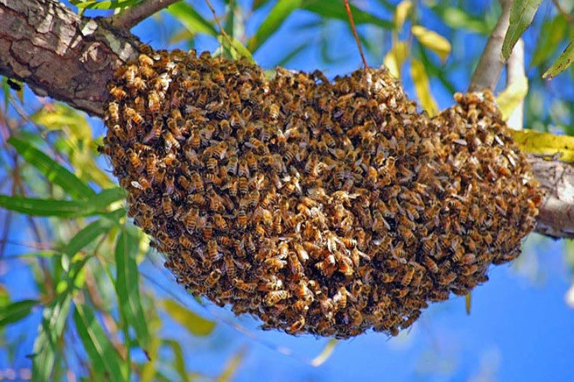 A large cluster of honeybees hangs from a tree branch, forming a dense, living mass. The bees are mostly brown and yellow, with visible stripes on their abdomens, and are tightly packed together.